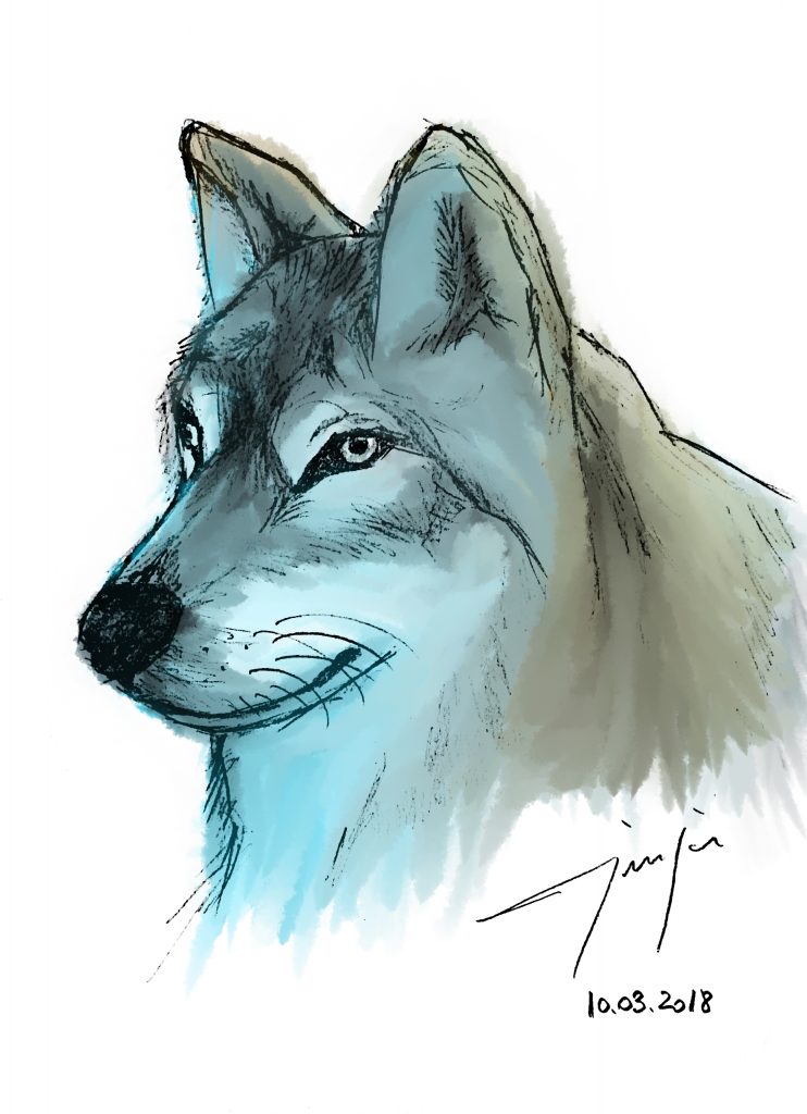 wolf drawing colored